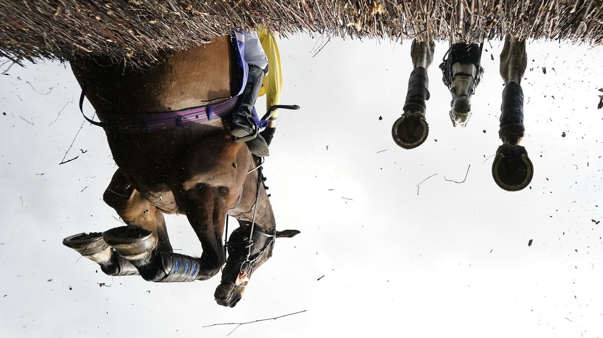 Cígle, krátká hlava, zelený. Procvičte si před dostihem koňařský slovník